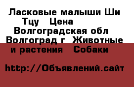 Ласковые малыши Ши-Тцу › Цена ­ 8 000 - Волгоградская обл., Волгоград г. Животные и растения » Собаки   